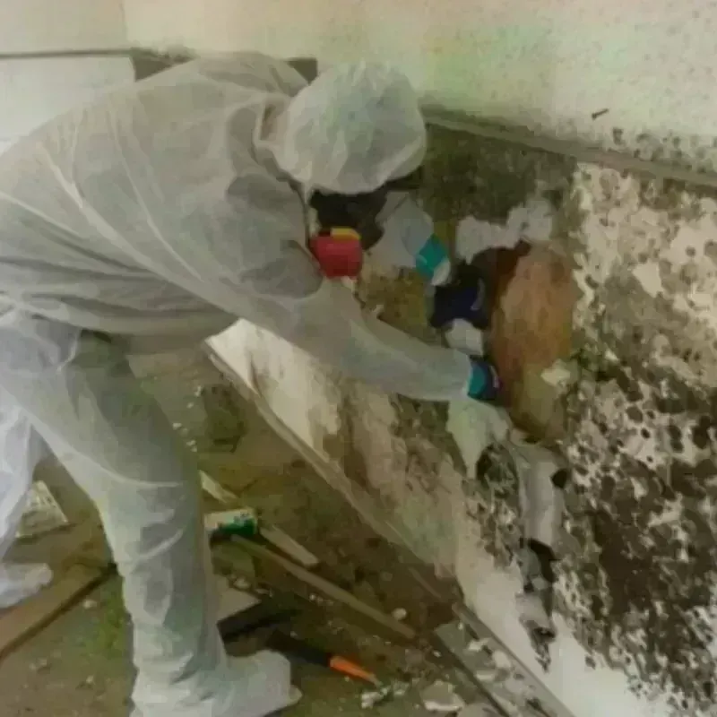 Mold Remediation and Removal in Uniondale, NY